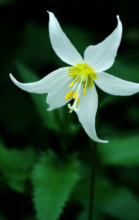 Avalanche Lily, Erythronium montanum.jpg